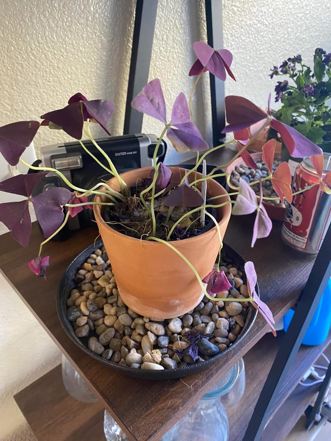 10 Secrets to Make Your Oxalis Bloom Like Crazy