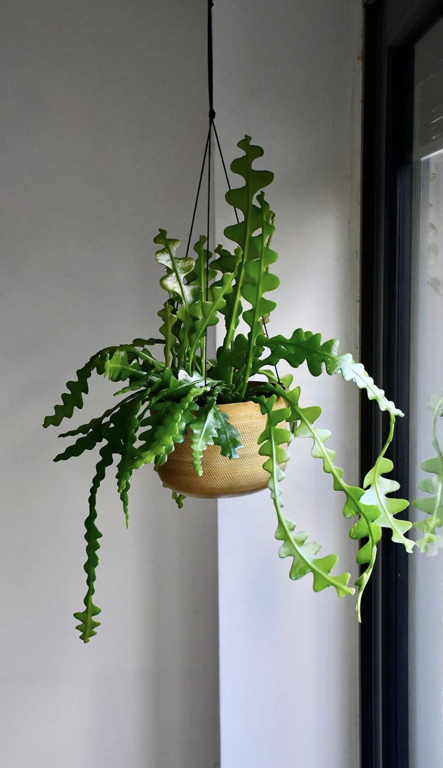 20 Hanging Plants That Look Amazing from the Ceiling