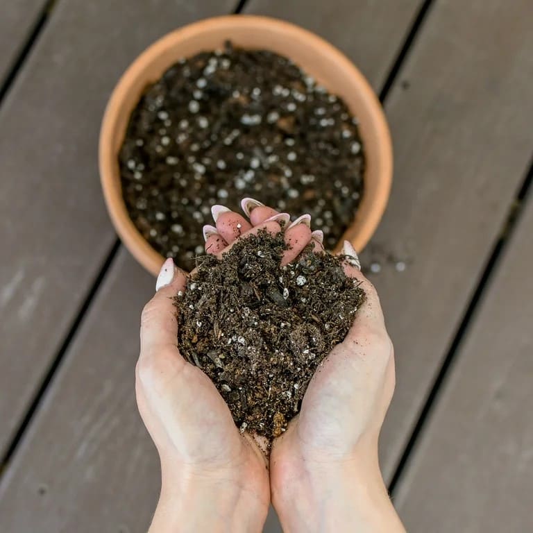 10 Tips to Grow a Gorgeous Prayer Plant Like a Pro