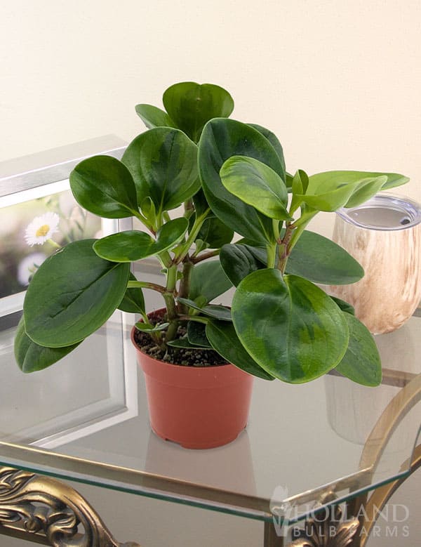10 Beautiful Round-Leaf Houseplants to Brighten Your Home