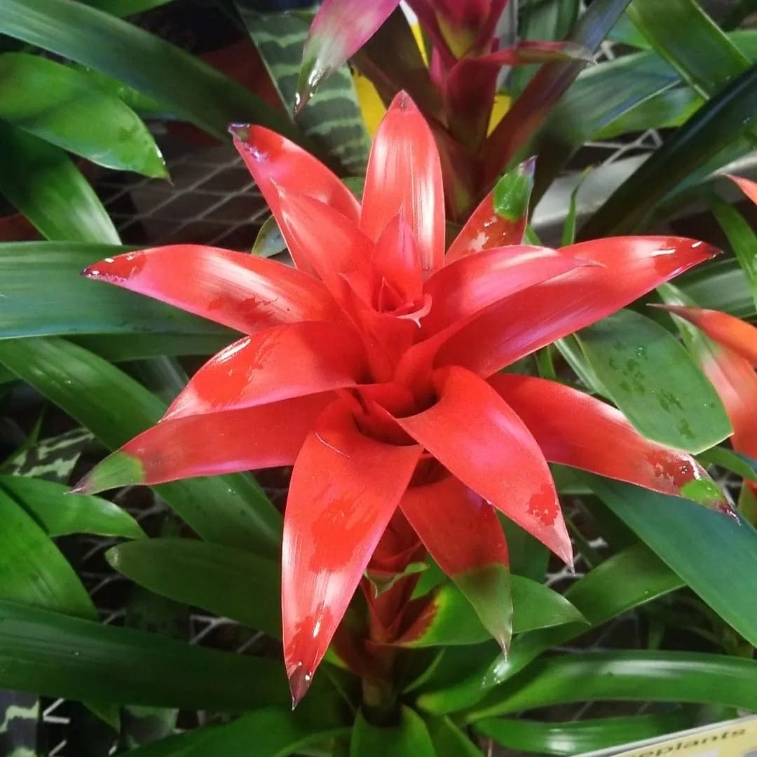 10 Succulent Plants With Star-Shaped Flowers