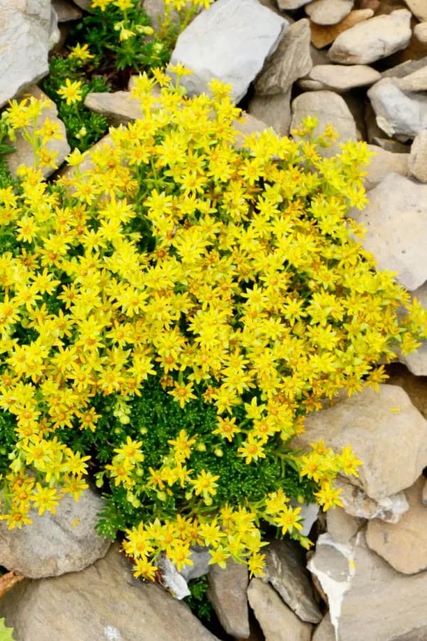 10 Succulent Plants With Star-Shaped Flowers