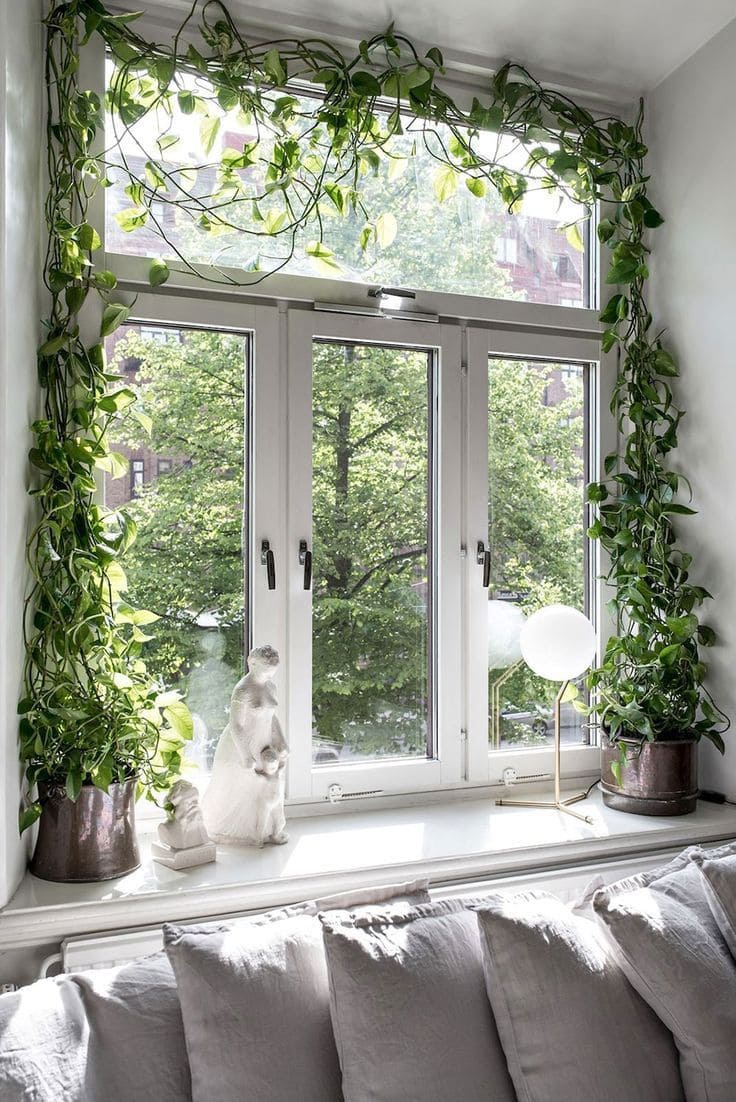 How to Grow a Gorgeous Pothos Curtain for Window