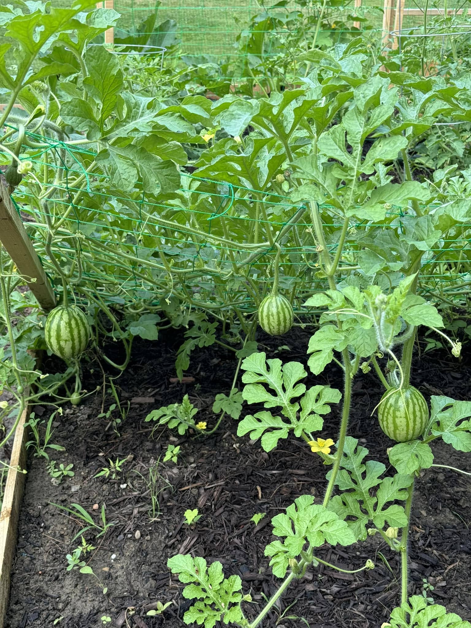 Slanted Mesh Watermelon Trellis