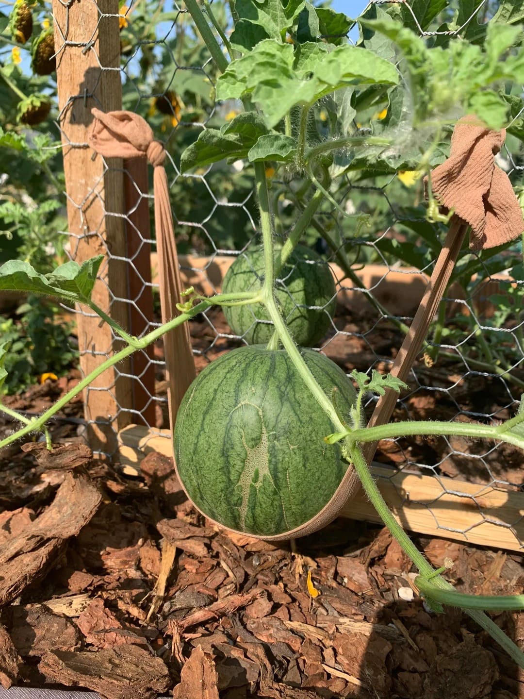 Sling Support Watermelon Trellis