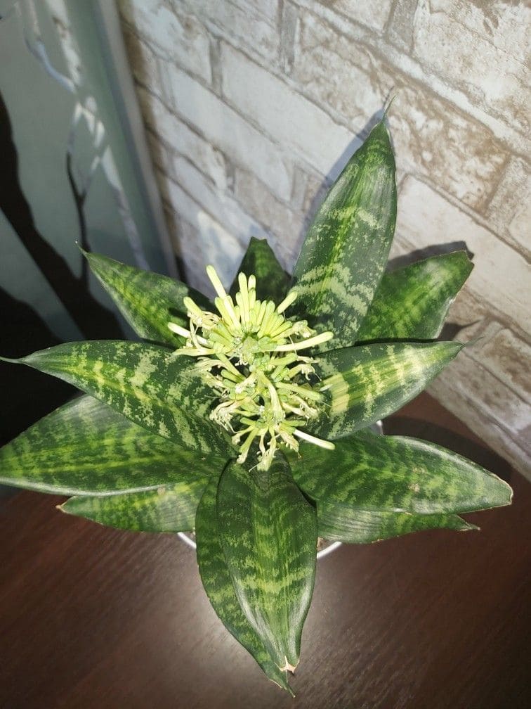 10 Succulents That Beautifully Bloom in Shade