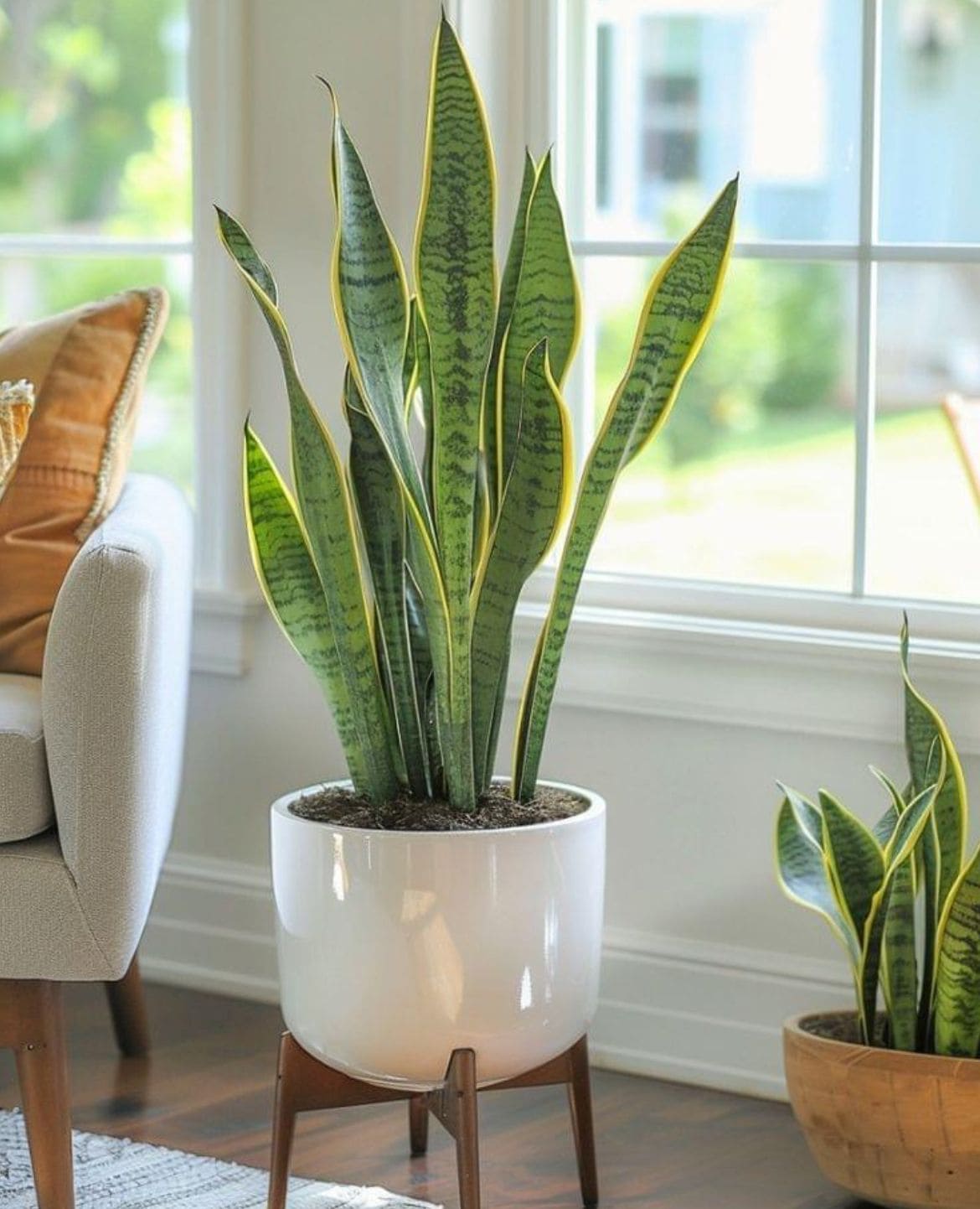 10 Indoor Plants You Should Never Grow in Front of Windows