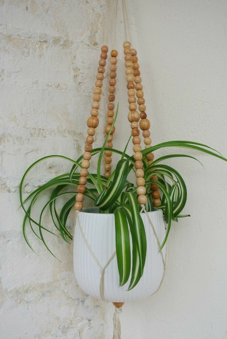 Spider Plant