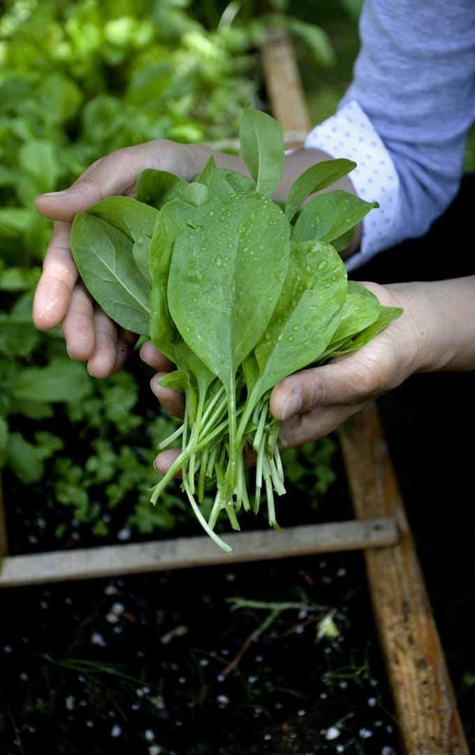 10 Plants You Should Never Treat with Neem Oil