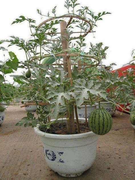 Spiral Tower Watermelon Trellis