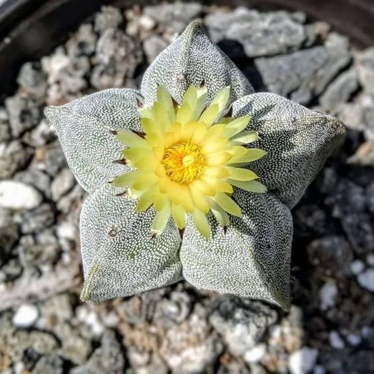 10 Succulent Plants With Star-Shaped Flowers