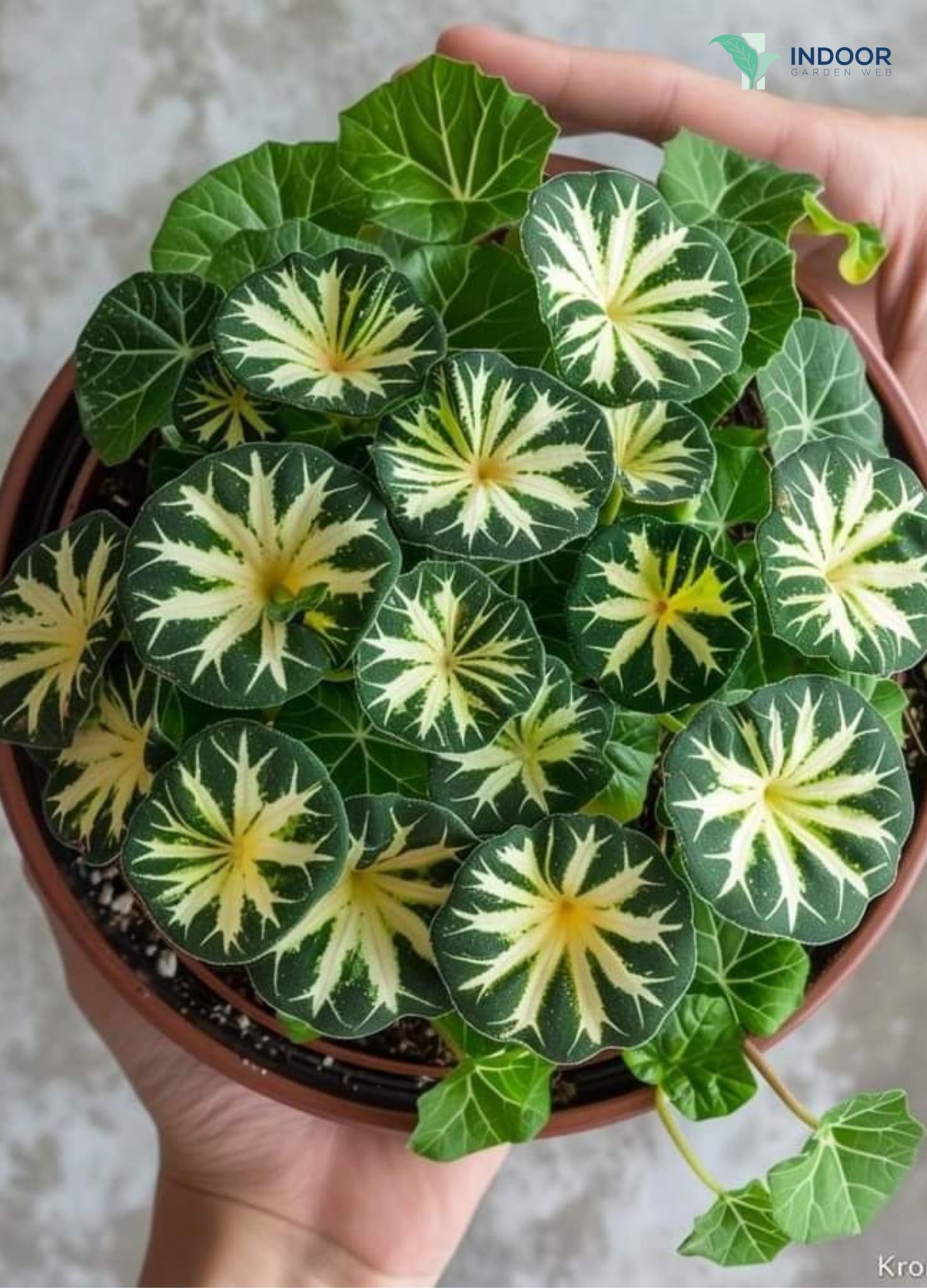 10 Beautiful Round-Leaf Houseplants to Brighten Your Home