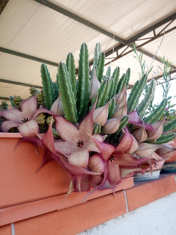 10 Succulent Plants With Star-Shaped Flowers