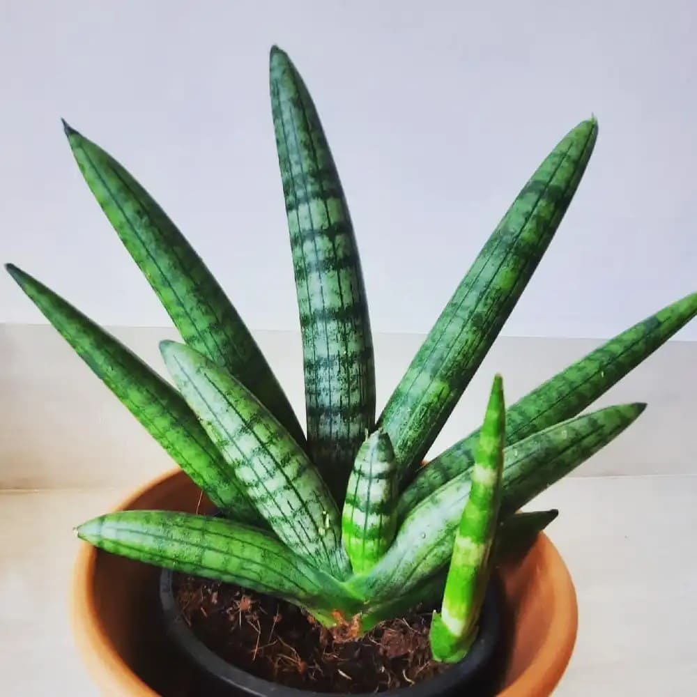10 Succulent Plants With Star-Shaped Flowers