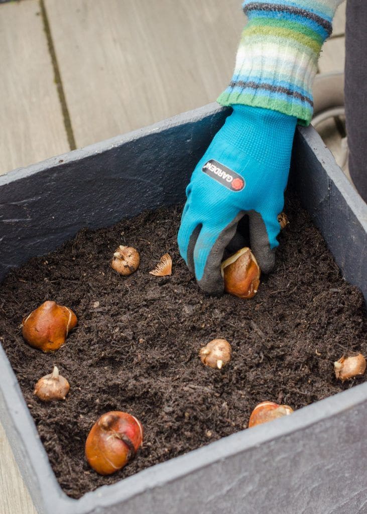 Do’s and Don’ts of Lasagne Planting Bulb Lovers Must Know