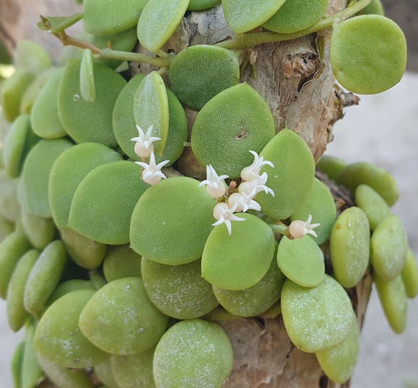 10 Succulent Plants With Star-Shaped Flowers