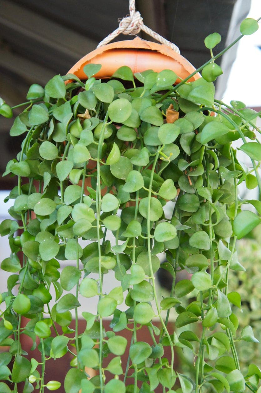 10 Beautiful Round-Leaf Houseplants to Brighten Your Home