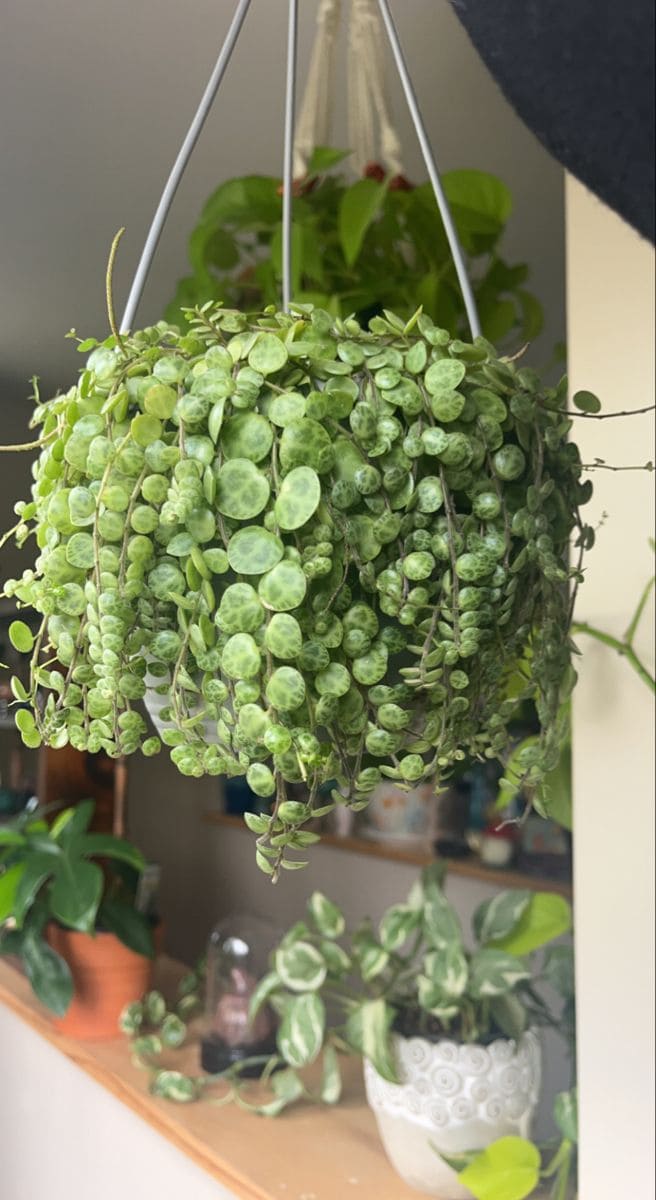 String of Turtles