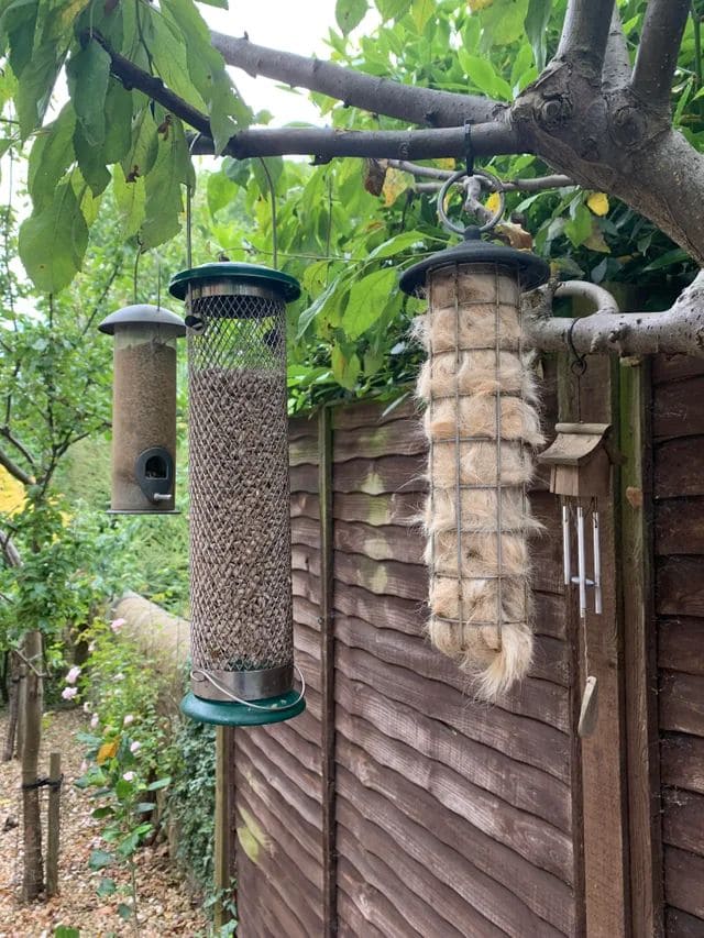 Many Use Dog Hair to Build Bird Nests. Here's Guide: