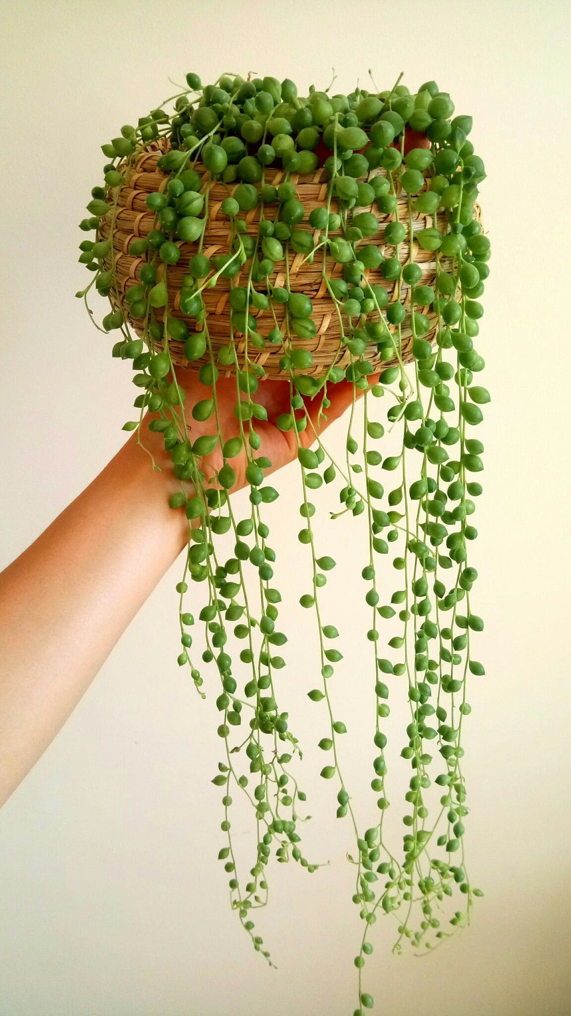 10 Secrets to Growing Long, Cascading String of Pearls Vines