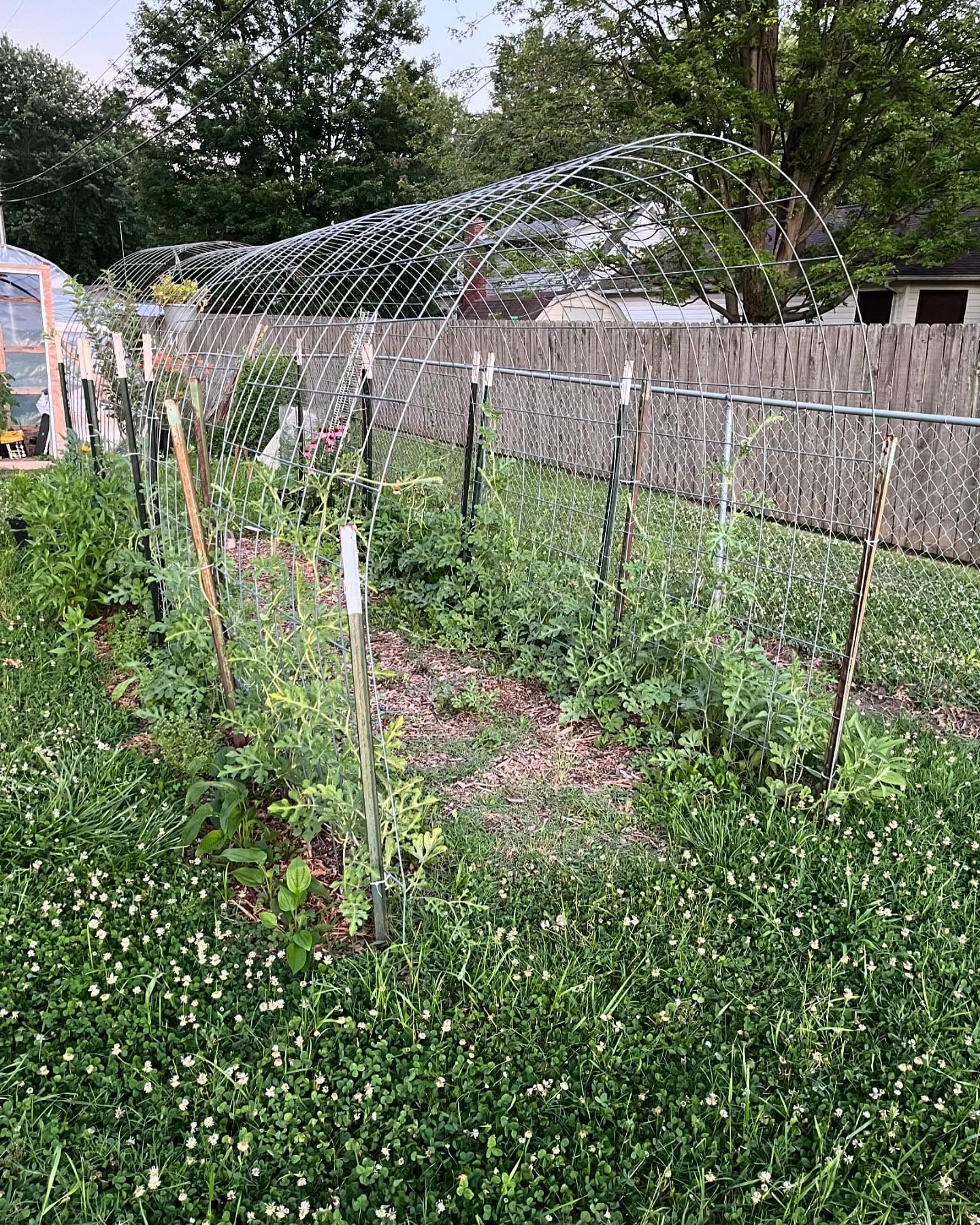 Tunnel Arch Watermelon Trellis