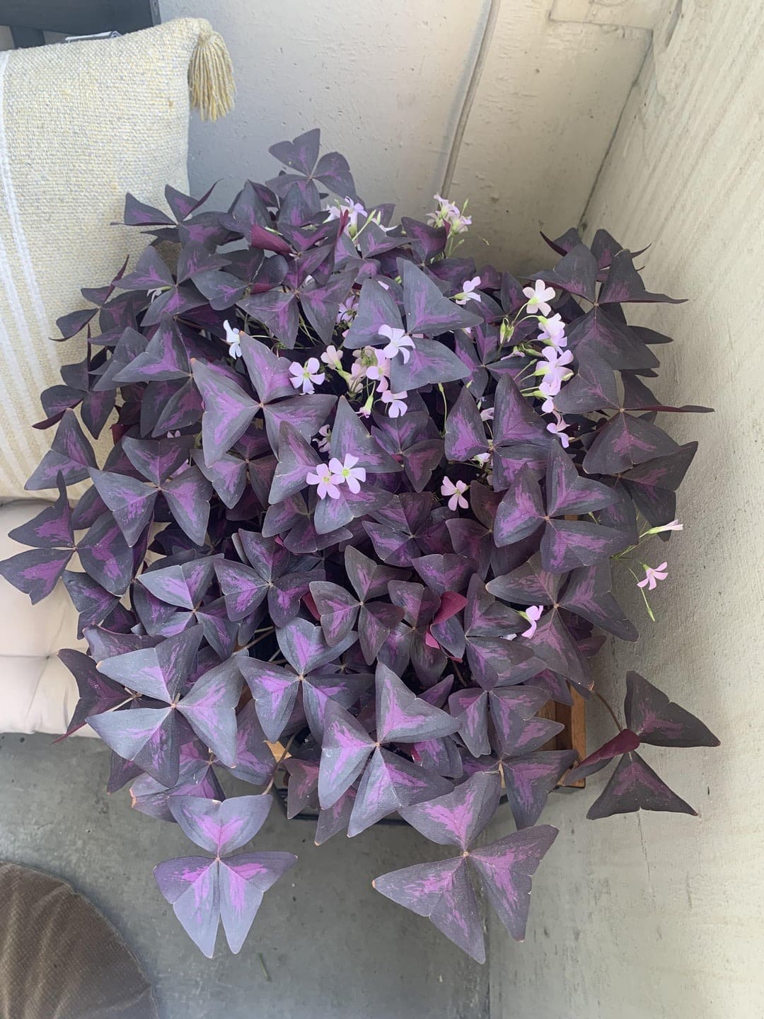 10 Secrets to Make Your Oxalis Bloom Like Crazy