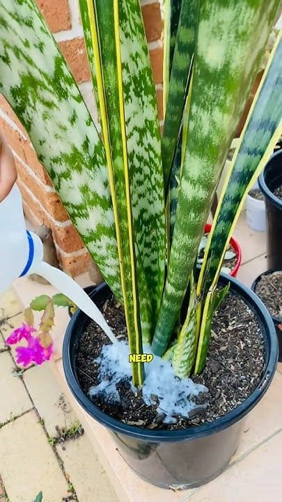 10 Must-Know Tips to Fertilize Your Snake Plant Without Harming It