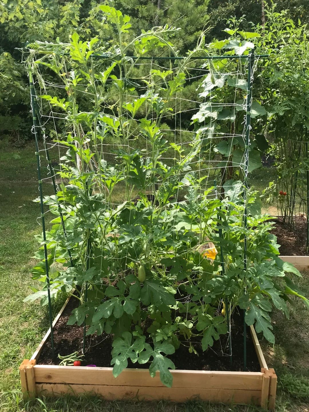 Vertical Grid Watermelon Trellis