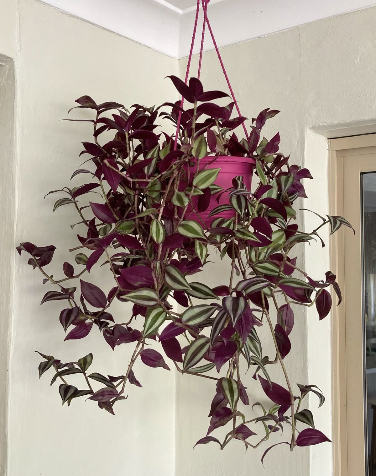 Wandering Jew