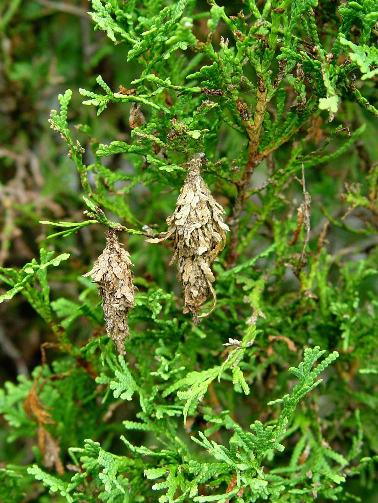 Spotting This Hanging Case on Your Tree? It’s a Bagworm and Here’s What to Do
