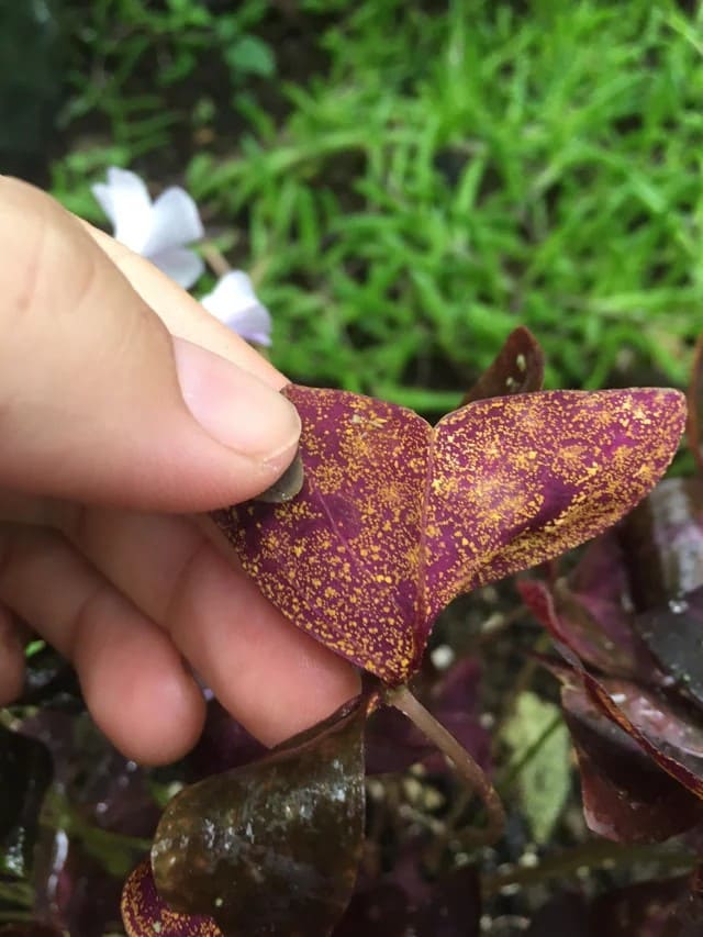 10 Secrets to Make Your Oxalis Bloom Like Crazy