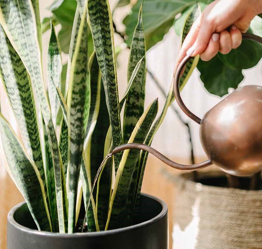 10 Must-Know Tips to Fertilize Your Snake Plant Without Harming It