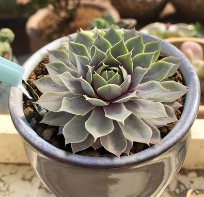9 Secrets to Force Your Sempervivum to Produce More Pups
