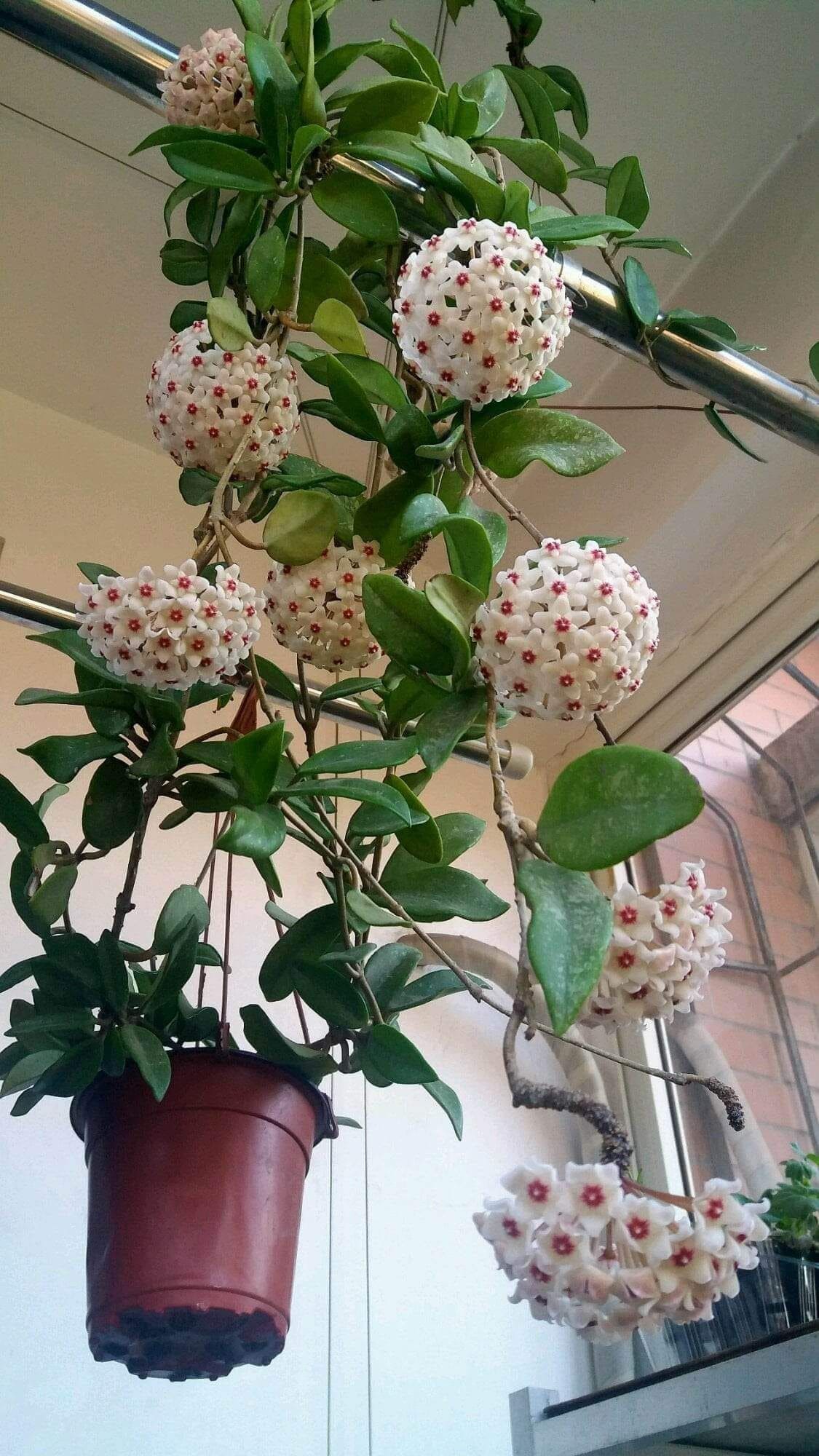 Wax Plant