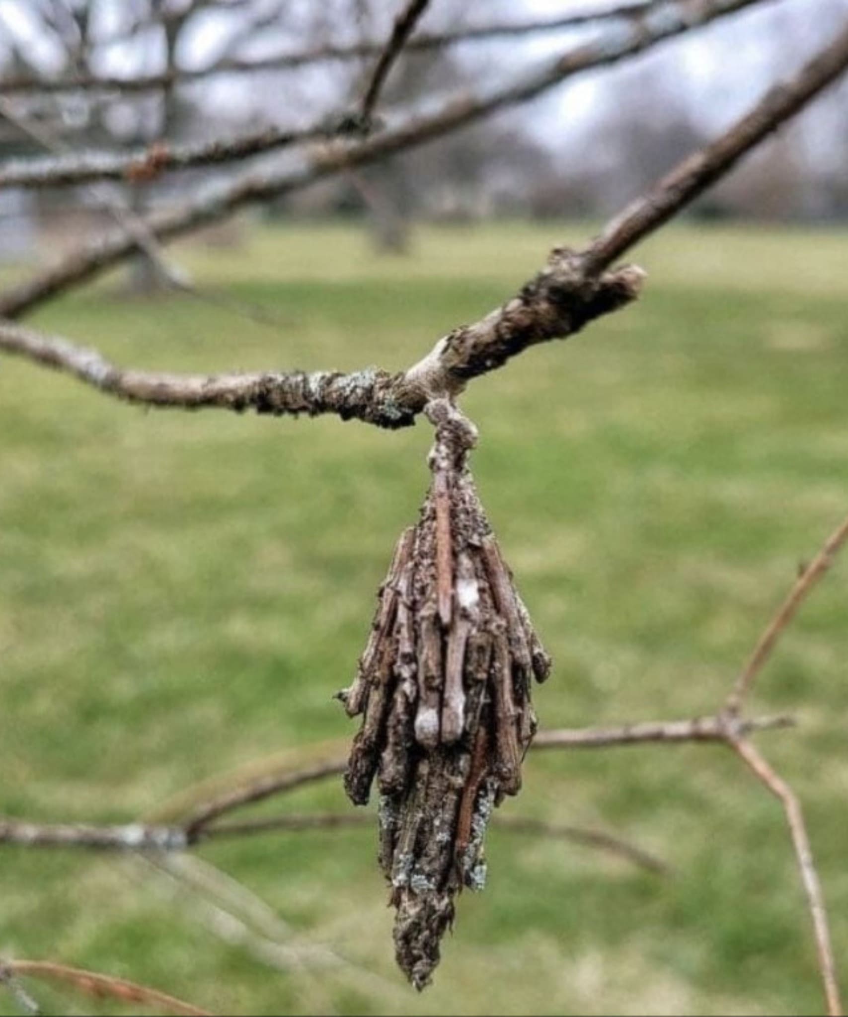 Spotting This Hanging Case on Your Tree? It’s a Bagworm and Here’s What to Do