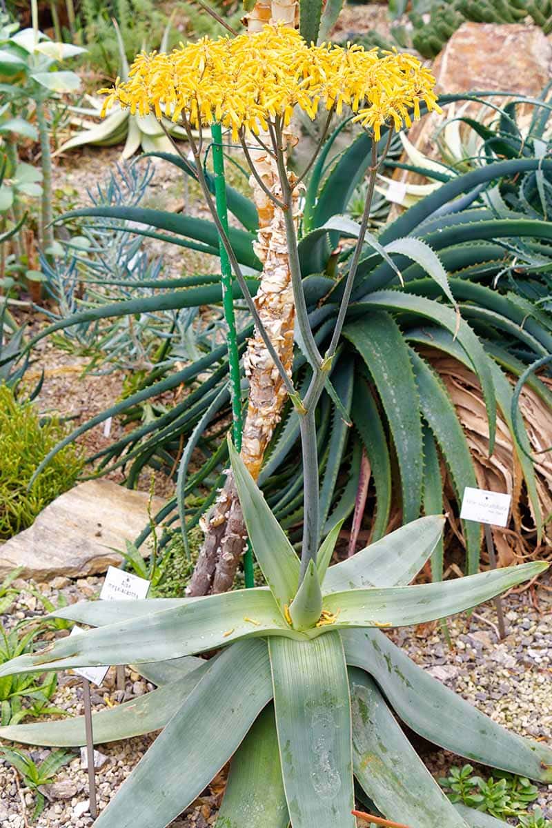 Why Your Aloe Vera Isn’t Flowering And How to Fix It