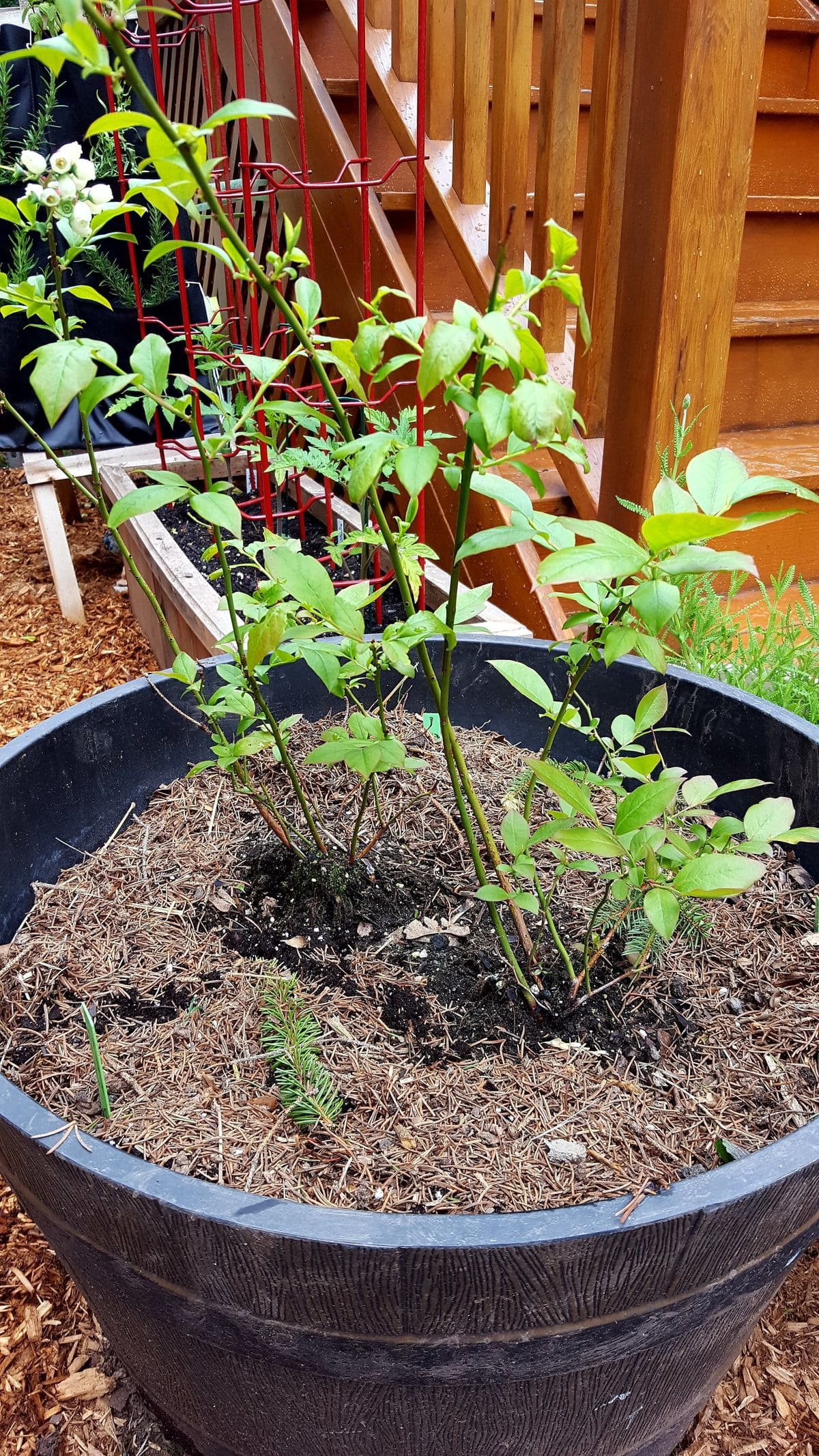 Why Pine Needles Are the Best Mulch for Blueberries