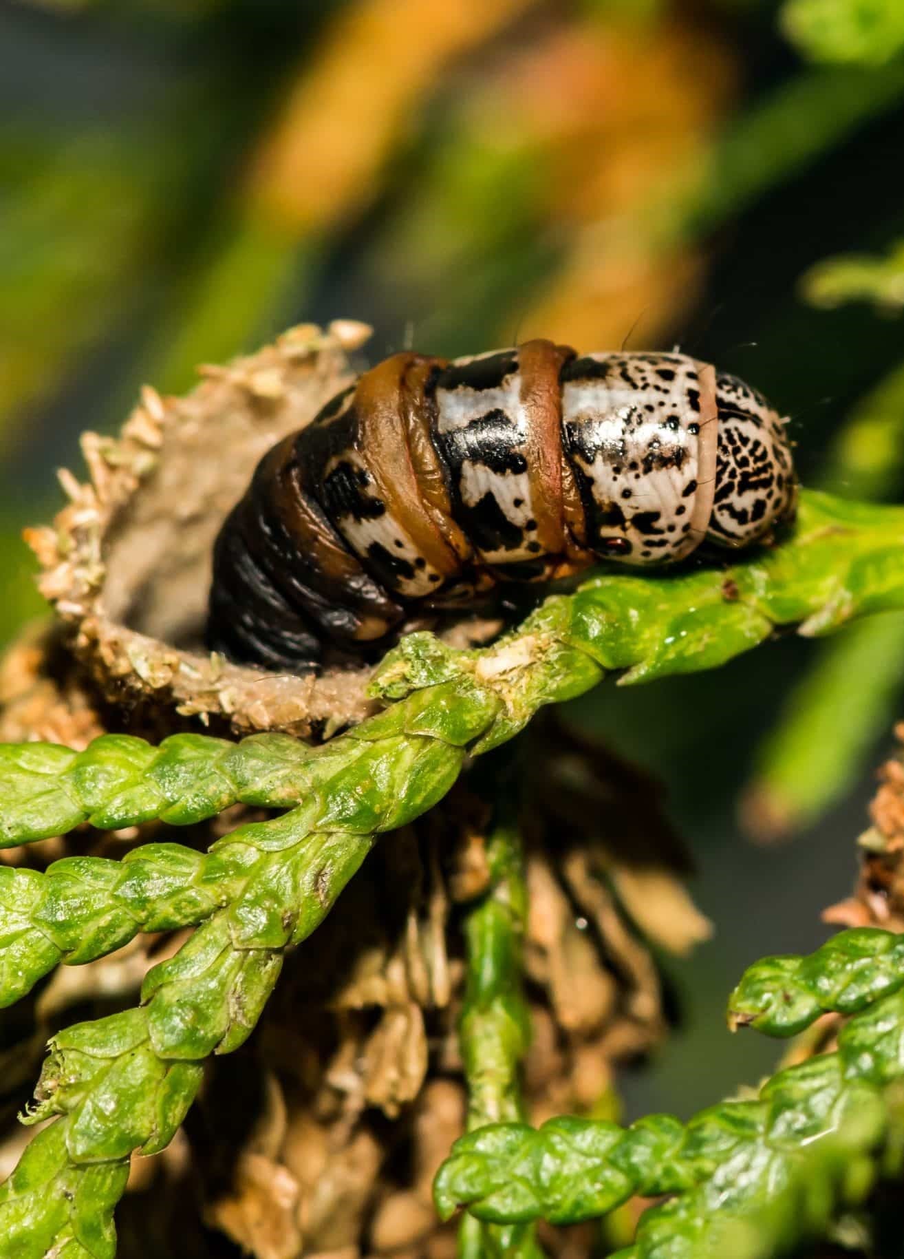 Spotting This Hanging Case on Your Tree? It’s a Bagworm and Here’s What to Do