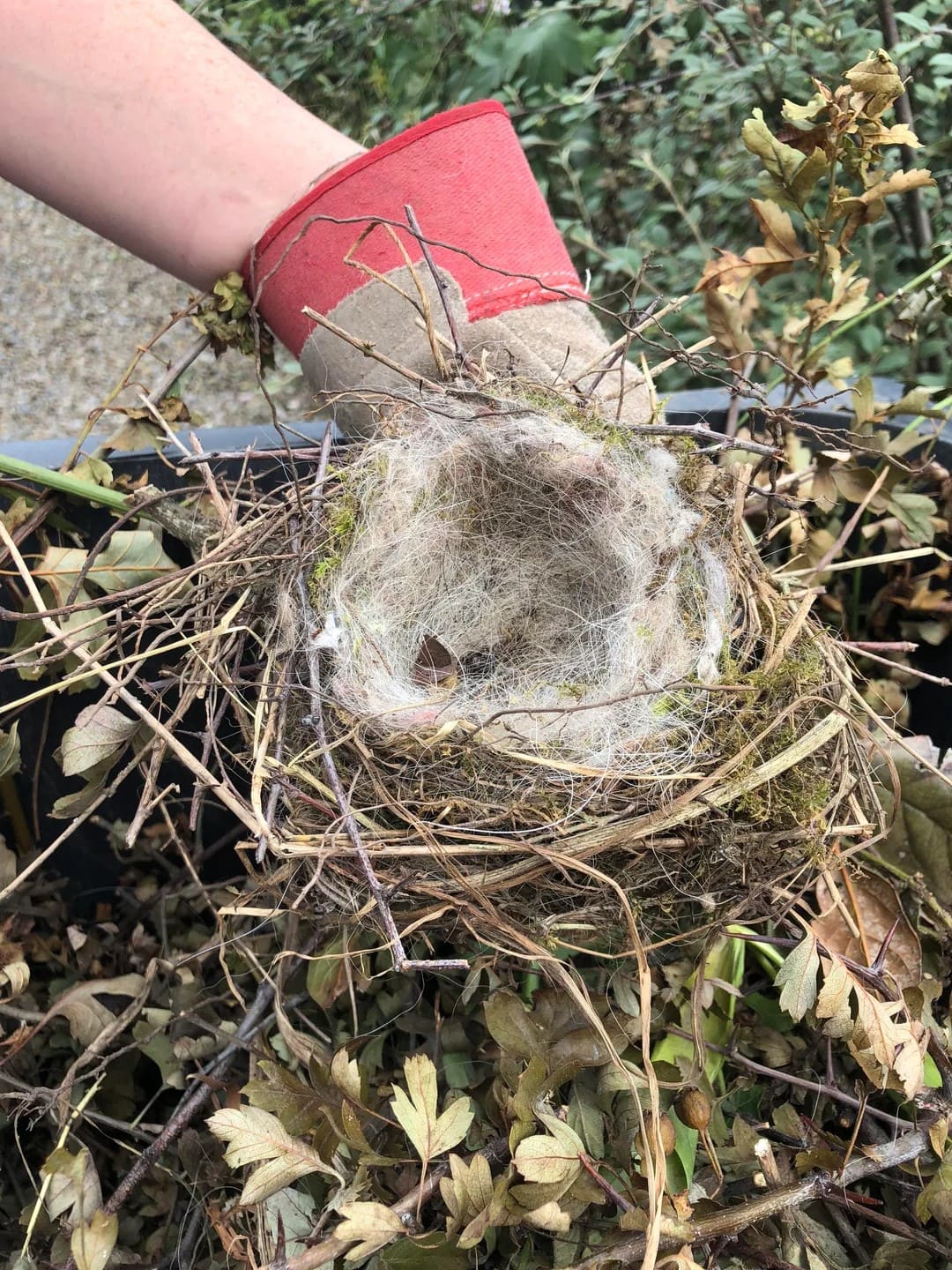 Many Use Dog Hair to Build Bird Nests. Here's Guide: