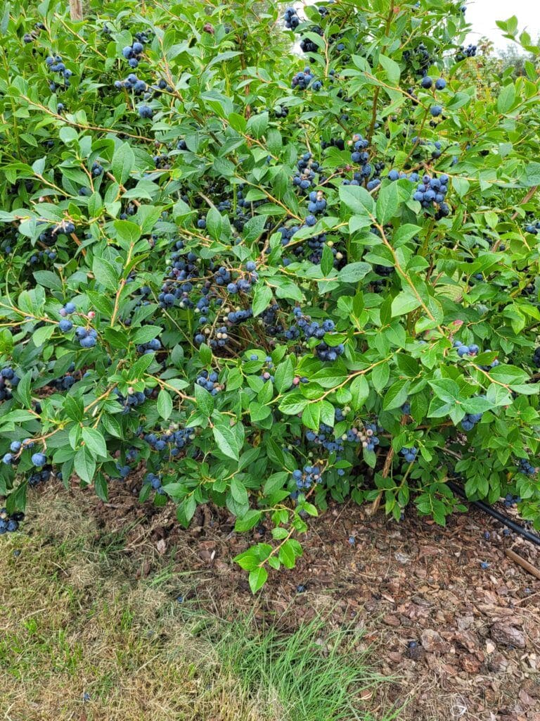 Why Pine Needles Are the Best Mulch for Blueberries