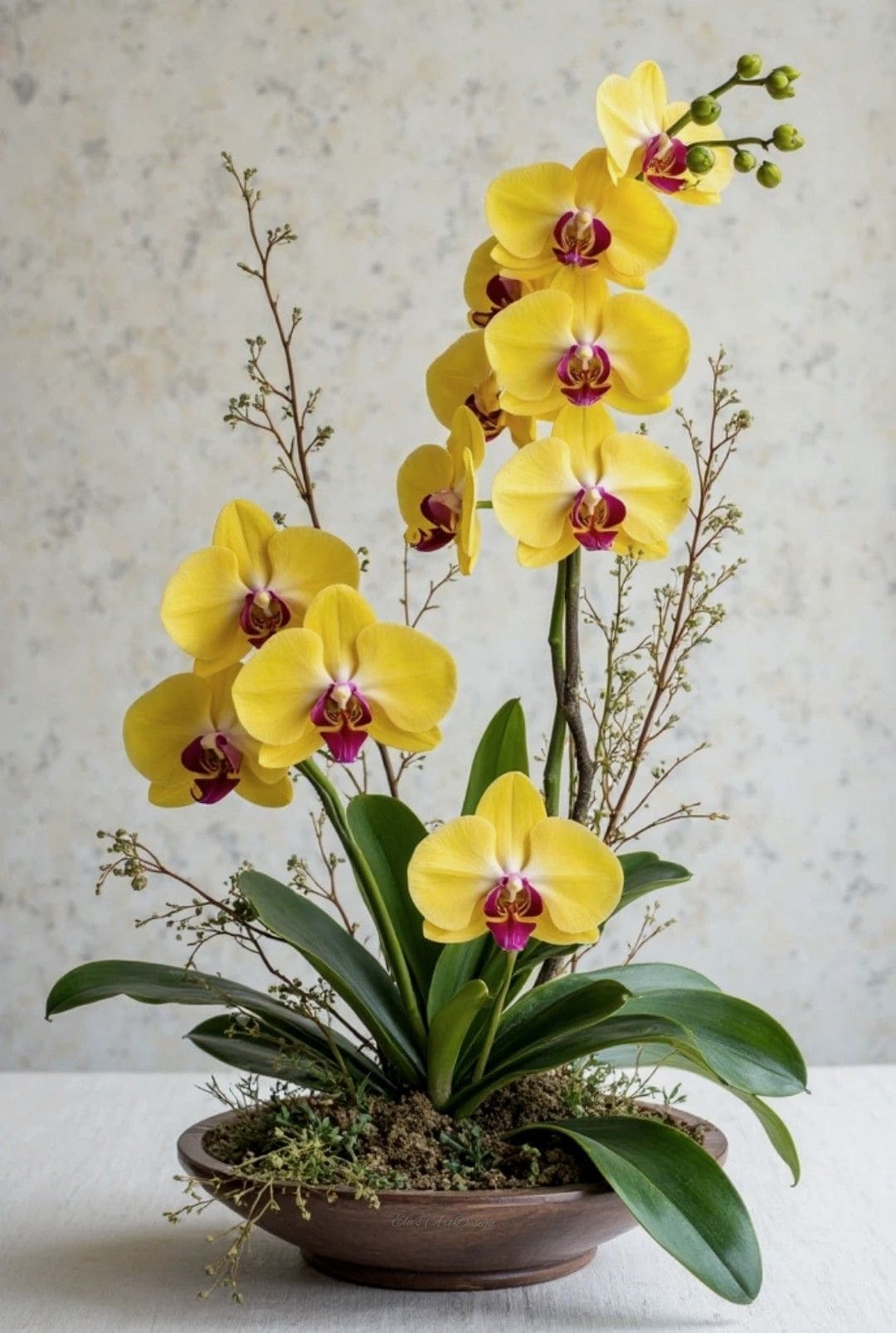 8 Best Orchid Colors and Their Meanings