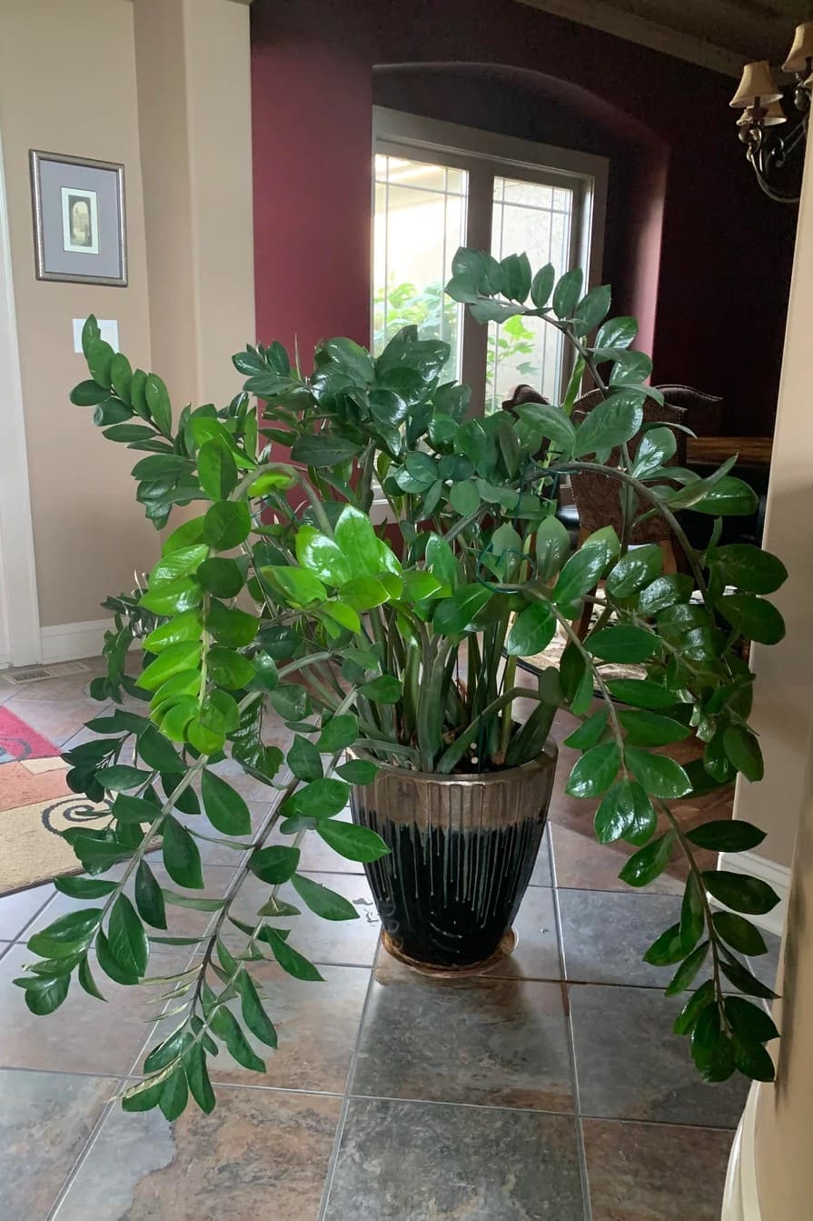 7 Tips to Make Your ZZ Plant Multiply in the Same Pot