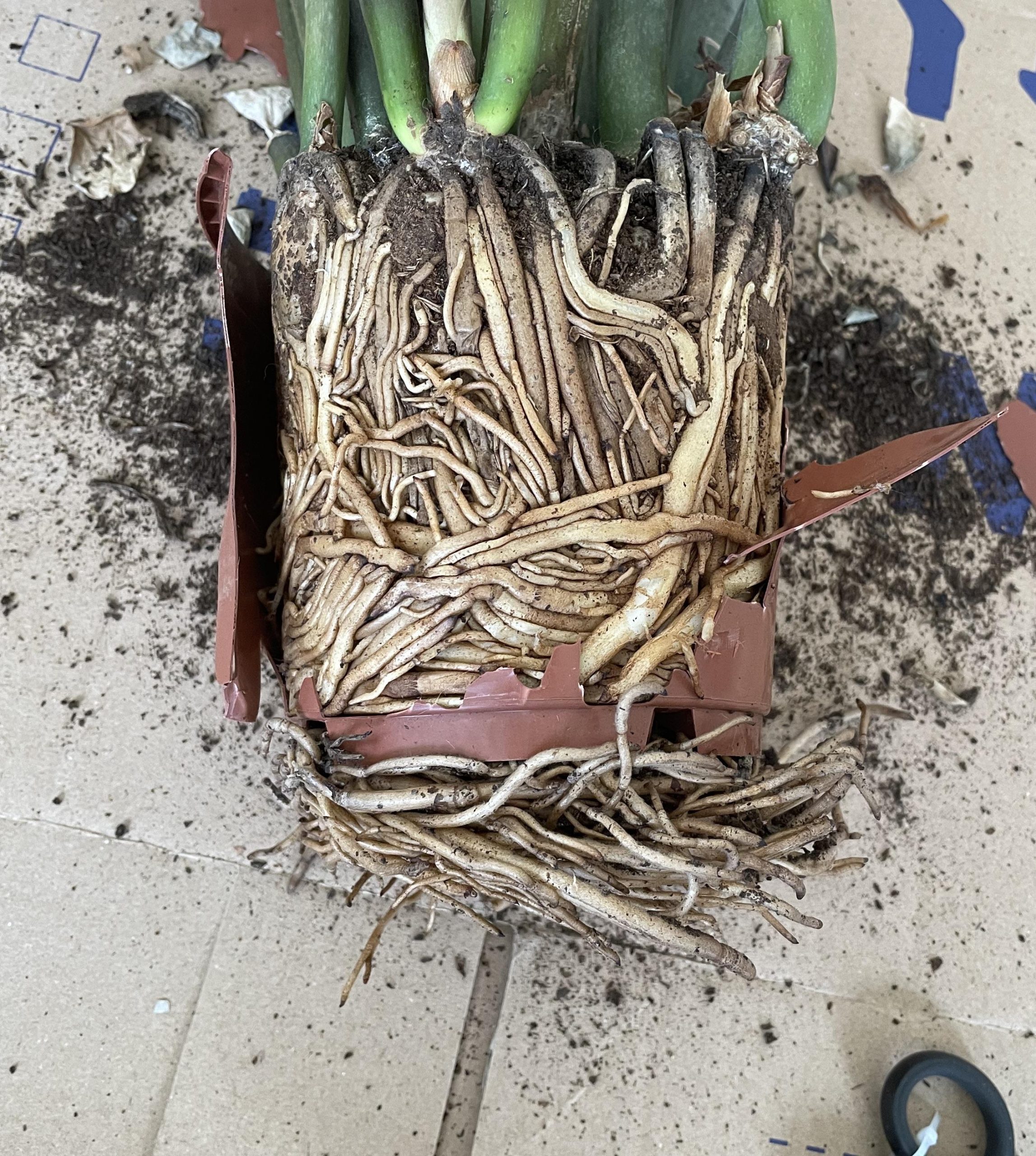 7 Tips to Make Your ZZ Plant Multiply in the Same Pot