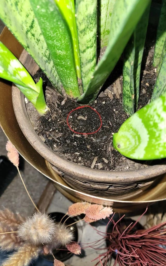 Why Gardeners Use Lemon Juice on Snake Plants