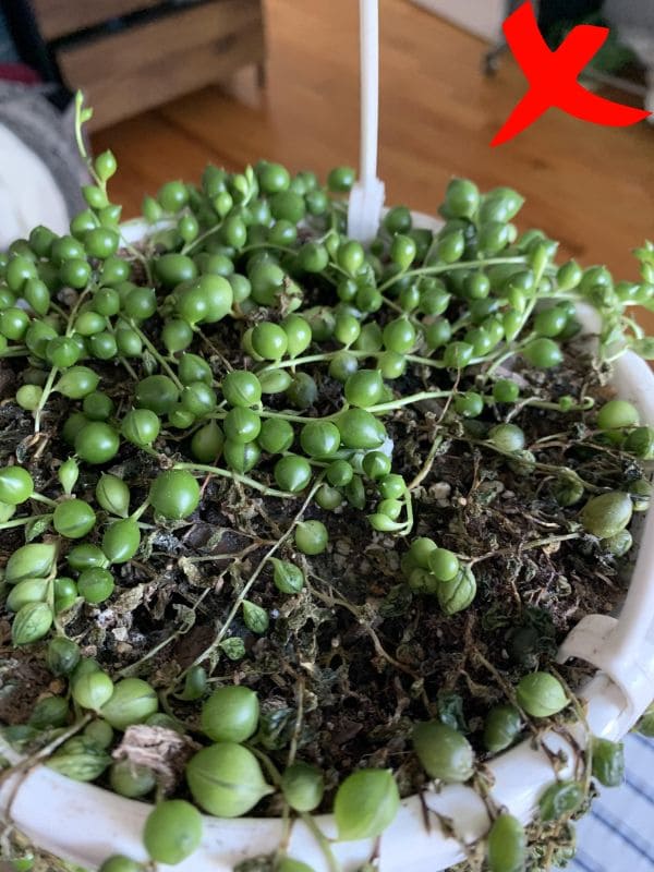 7 Proven Tricks to Make Your String of Pearls Flower