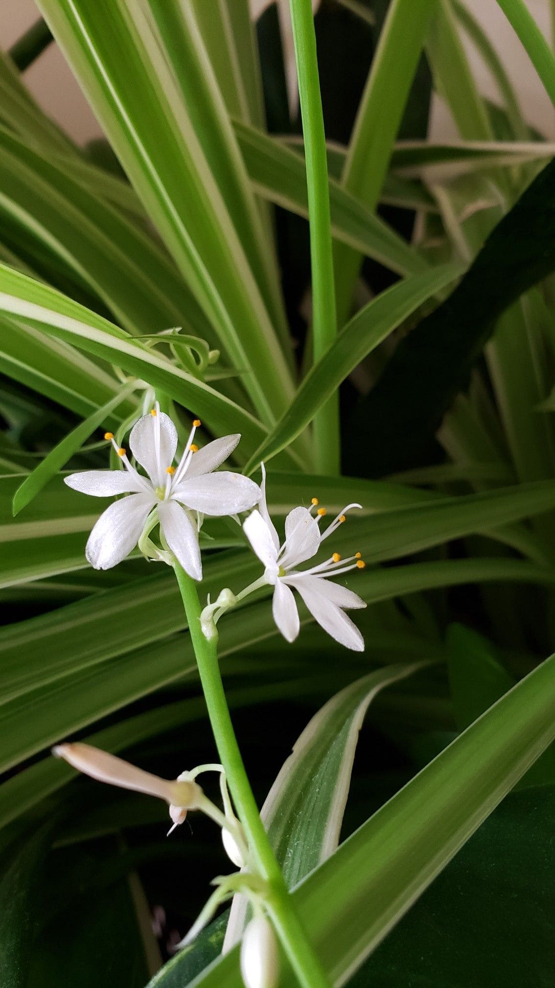 5 Easy Tips to Get Your Spider Plant to Flower