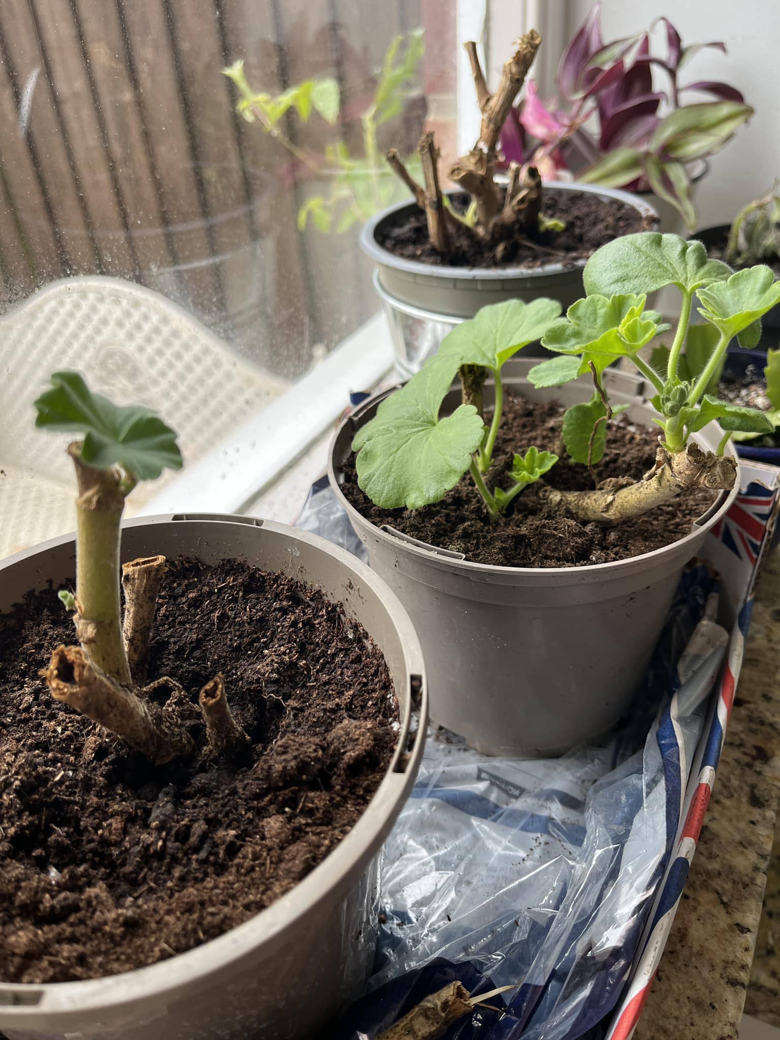 How to Propagate Geranium With 100% Success