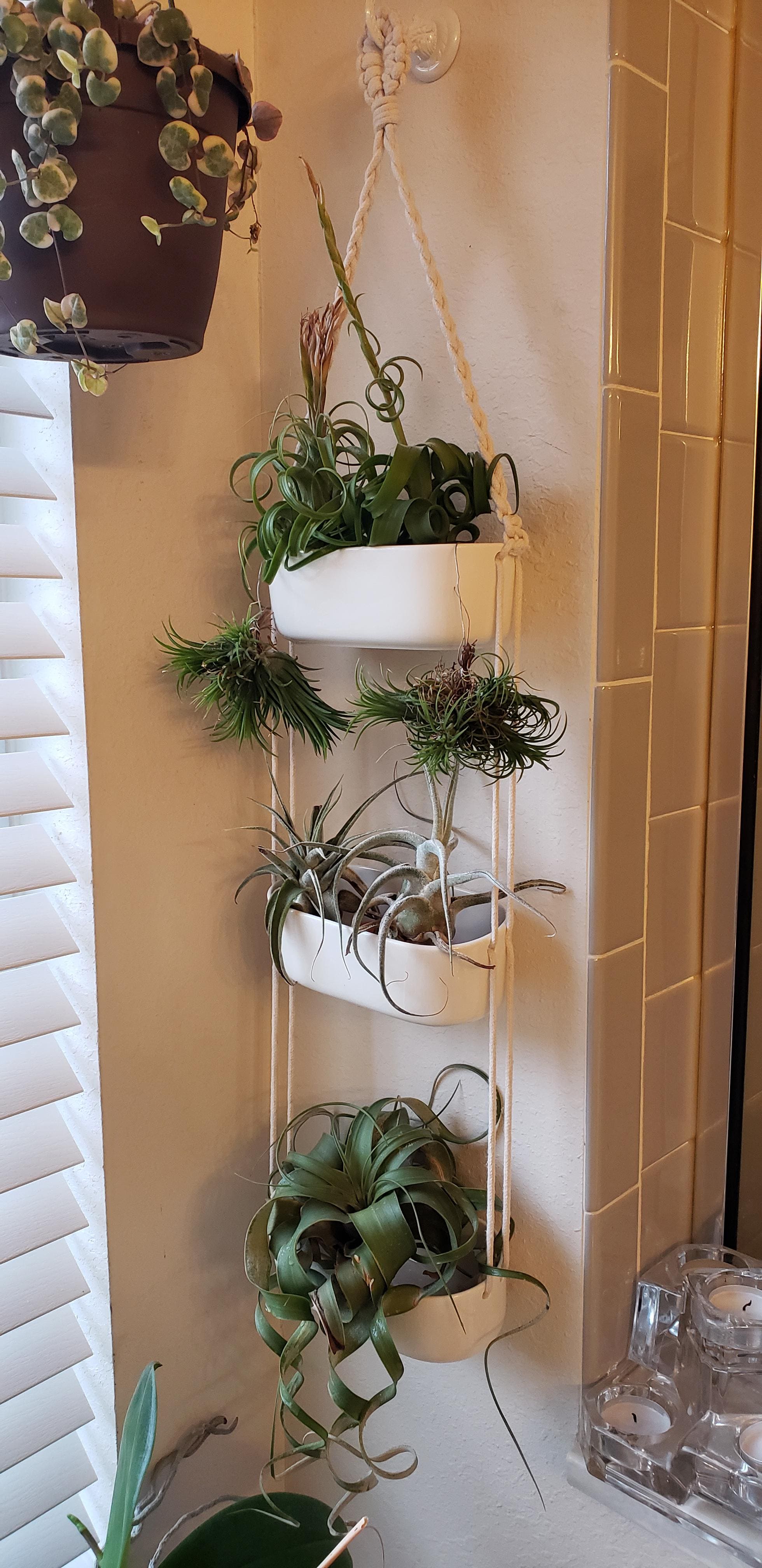 10 Plants That Love Living in a Shower Caddy