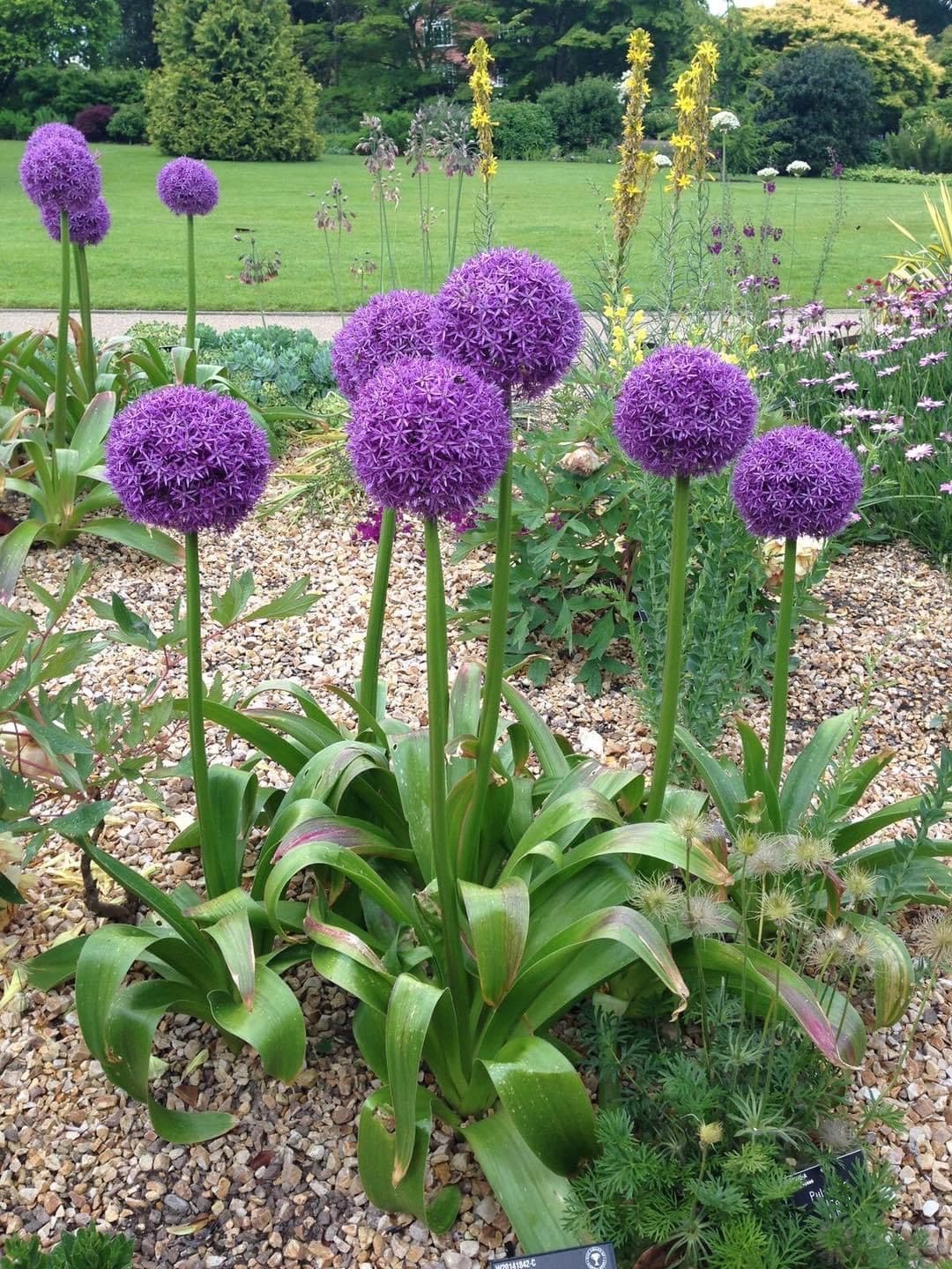 10 Best Bulbs You Can Plant in Fall