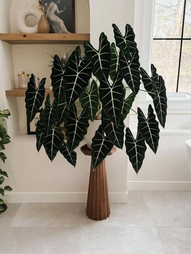 How to Keep Alocasia Green Velvet Leaves Healthy and Vibrant